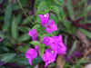 bougainvillee.jpg (37962 octets)