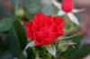 rose.jpg (21203 octets)